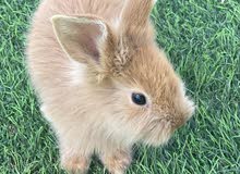 French hairy rabbit for sale in Ajman French hairy rabbit for sale in Ajman
