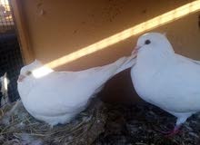 Mix pigeons Mix pigeons