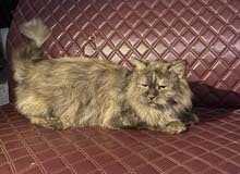 Persian Cat