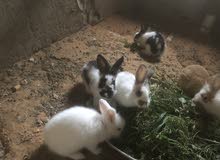 ارنب دكوره ارنب دكوره