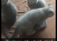 scottish fold and scottish strait scottish fold and scottish strait