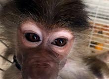 monkey babion 6 month مع كامل اغراضها من ملابس وقفص monkey babion 6 month مع كامل اغراضها من ملابس وقفص