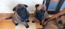 pure puppies belgium malinois pure puppies belgium malinois
