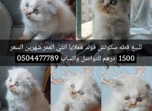 قطه اسكوتش فولد قطه اسكوتش فولد