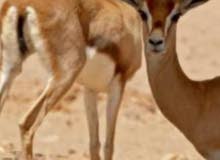 مطلوب غزلان الديماني اناث للتواصل 99797134 مطلوب غزلان الديماني اناث للتواصل 99797134