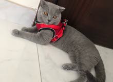 Scottish fold male for Mating Scottish fold male for Mating