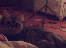 نثيه شانشيلا مهجنه بهملايا منتجه وانتاجها يجنن نثيه شانشيلا مهجنه بهملايا منتجه وانتاجها يجنن