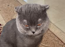 قط سكوتش فولد ذكر - scottish fold male قط سكوتش فولد ذكر - scottish fold male