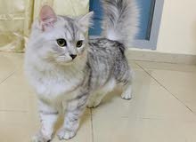 9 months old persian chinchilla for sale.