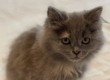 himalaya/angora very clean for sell himalaya/angora very clean for sell