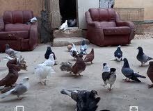 براكة للبيع براكة للبيع