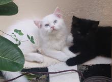 For sale three Kittens - للبيع ثلاث قطط