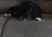 pure Havanese for mate pure Havanese for mate