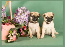 Pug puppies Pug puppies