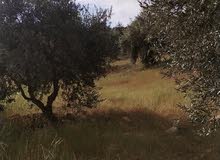 Farm Land for Sale in Jerash Al-Mastaba