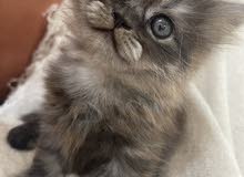 Chirazi Persian Chirazi Persian