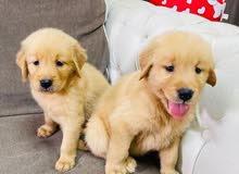 golden retriever puppies for sale golden retriever puppies for sale