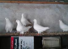 حمام فرنسي جامبو كيرنو