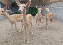 للبيع غزلان الفلودير للبيع غزلان الفلودير