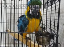 macow parrot age 8 month old 3900 macow parrot age 8 month old 3900