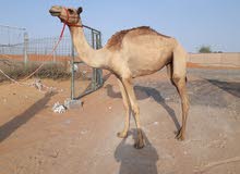 جمل بكره جمل بكره