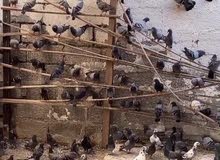 حمام فرش حمام فرش