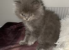 Persian cat Age: 2 months and 16 days