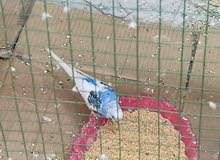 طيور الحب نثيه عيون حمر فحل تركيبه طيور الحب نثيه عيون حمر فحل تركيبه