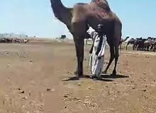 نوفر لكم رعاة ابل واغنام من السودان نوفر لكم رعاة ابل واغنام من السودان