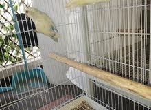 love birds confimed breeder - Fallow (redeyes) and white Peid