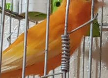 فحل كنار احمر