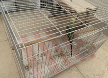 Tame budgie pair for sale whatsapp me for videos Tame budgie pair for sale whatsapp me for videos