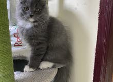 Persian kitten 3 mos old Persian kitten 3 mos old