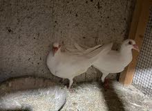 pigeon for sale male and female pigeon for sale male and female