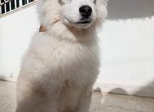 Hasky blanc Hasky blanc