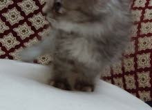 siberian kitten with delivery siberian kitten with delivery