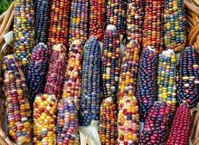في ظهرن الجنوب في ظهرن الجنوب