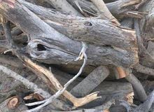 حطب سمر حطب سمر
