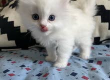 Pure bred Siberian kittens Pure bred Siberian kittens