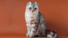 looking for Scottish fold kitten female for adoption looking for Scottish fold kitten female for adoption