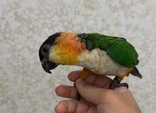 ببغا الكايك ببغا الكايك
