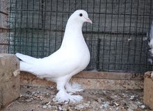 مطلوب فحل مطلوب فحل