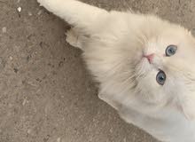 قطه شيرازي للبيع قطه شيرازي للبيع