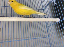 ‏For sale, a Syrian canary, yellow