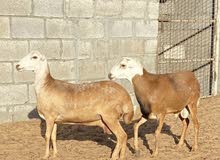 حباصي طقم للبيع حباصي طقم للبيع