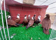 زوج حمر بغداديات بزارات وبناتهن 6 . زوج حمر بغداديات بزارات وبناتهن 6 .
