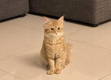 Ginger Female Kitten