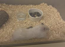 Syrian Hamster Syrian Hamster