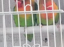 African birds for sale