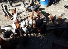 دجاج بلدي للبيع 100 الف الدجاجه دجاج بلدي للبيع 100 الف الدجاجه